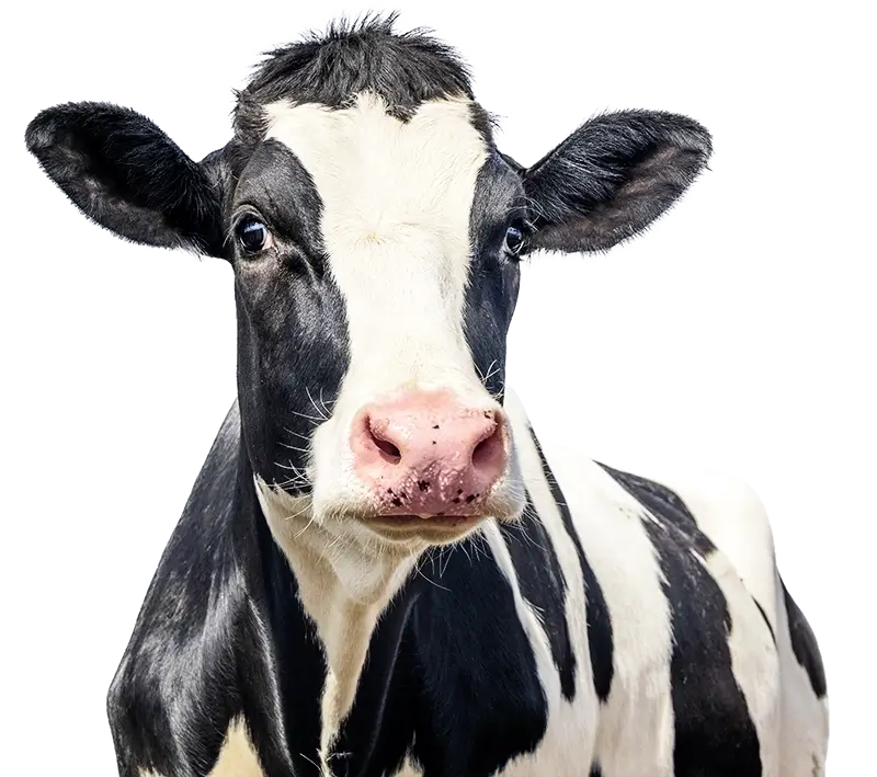 Toft dairy cow